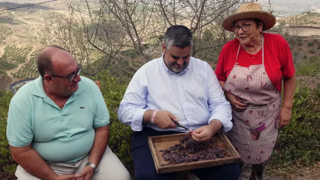 El PSOE reclama a la Diputación y a la Junta que cumplan sus compromisos con el SIPAM de la uva pasa de la Axarquía